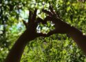 Liebe-Wochenhoroskop 1. bis 7. Juni 2026